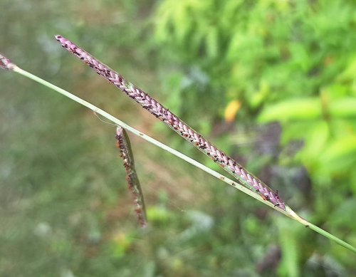 Paspalum longifolium iNat (2)