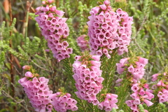 Erica abietina constantiana