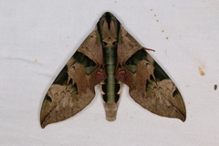 Eumorpha capronnieri