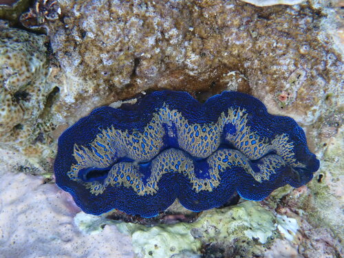 Boring Giant Clam — seen at this dive site
