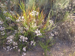Chasmanthe floribunda