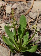 Rumex paucifolius