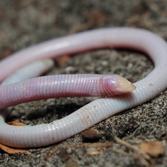 Florida Worm Lizard photo 1