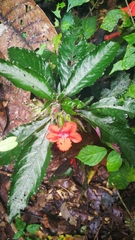 Nautilocalyx erytranthus