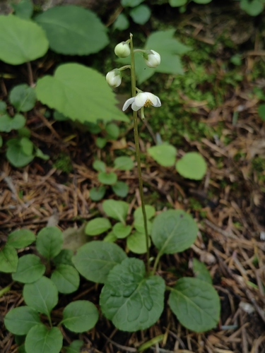 Pyrola faurieana iNat (2)
