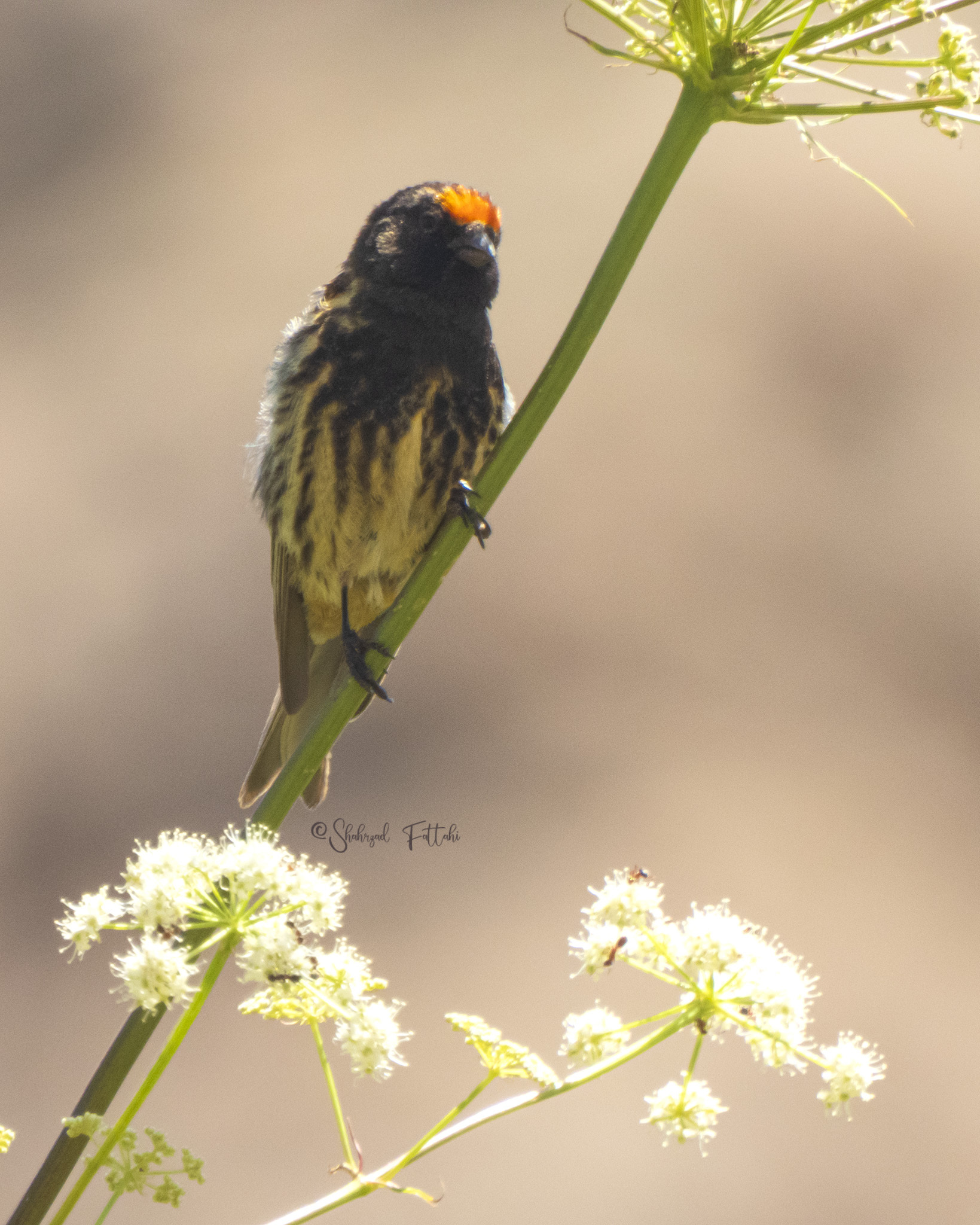 Red-fronted Serin