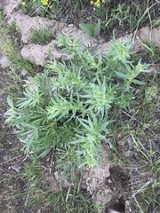 Lithospermum ruderale