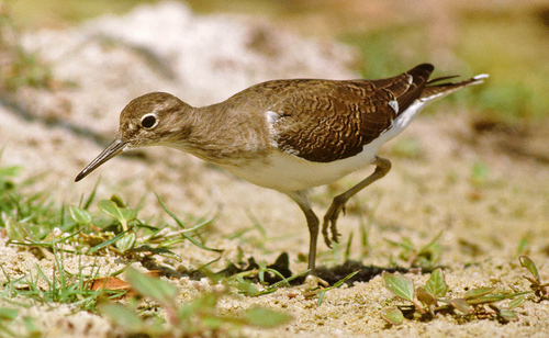 Common Sandpiper, photo 6 of 10