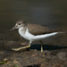 Common Sandpiper - Photo (c) Sergey Pisarevskiy, some rights reserved (CC BY-NC-SA)