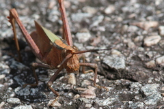 Aeolacris caternaultii