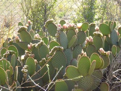 Opuntia microdasys