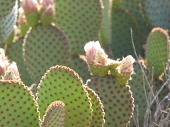 Opuntia microdasys