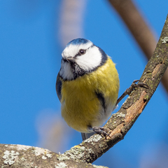 Eurasian Blue Tit photo 3