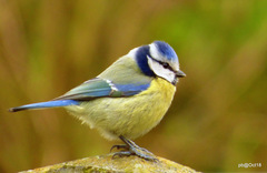 Eurasian Blue Tit photo 4