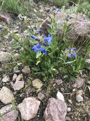 Penstemon humilis