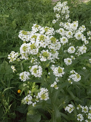 Valgomasis krienas nuotrauka