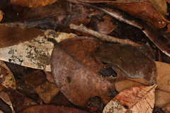 Rhinella margaritifera