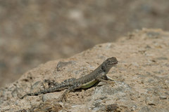 Cophosaurus texanus scitulus