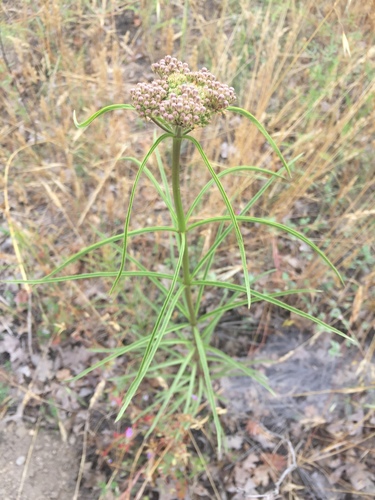 Asclepias fascicularis