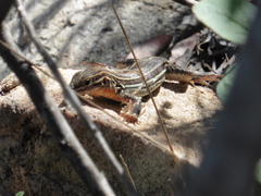 Aspidoscelis hyperythrus beldingi