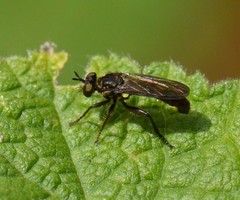 Eudioctria