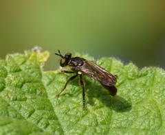 Eudioctria