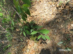 Cestrum roseum