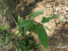 Cestrum roseum