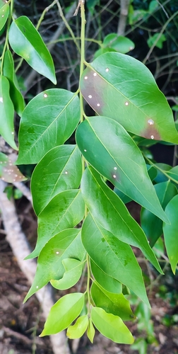 Foto de Azeitona-do-mato