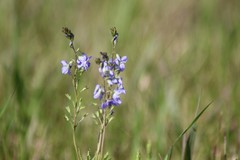 Veronica krylovii