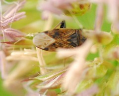 Peritrechus gracilicornis