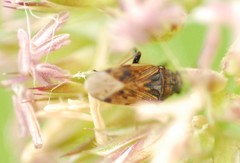 Peritrechus gracilicornis