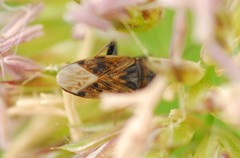 Peritrechus gracilicornis