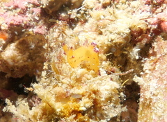 Thecacera