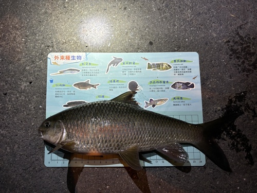 Deepbody shovelnose (Onychostoma alticorpus) — Cyprinidae