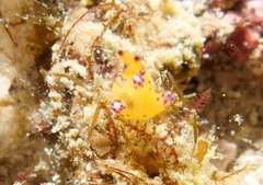 Thecacera