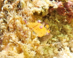 Thecacera