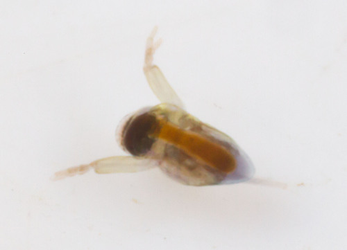 predatory giant-eyed waterflea