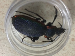Carabus vietinghoffii