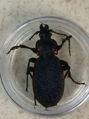 Carabus vietinghoffii