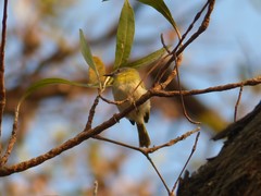 Apalis flavida