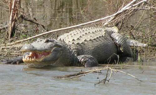 American Alligator photographed in Mississippi