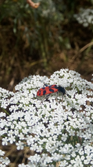 Trichodes umbellatarum