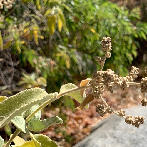 Buddleja crotonoides (Buddleja crotonoides)