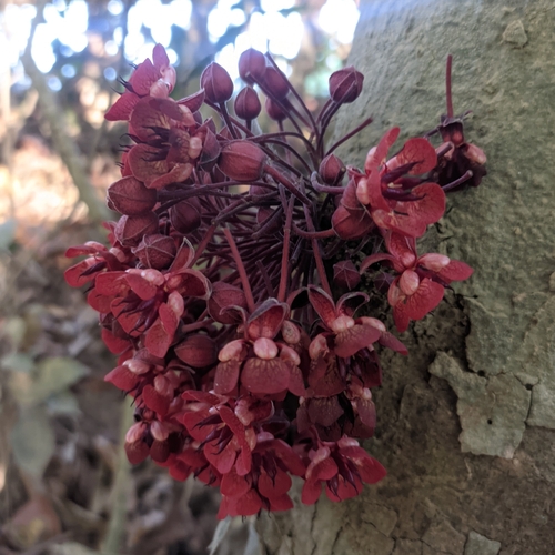 Foto de Cacauí