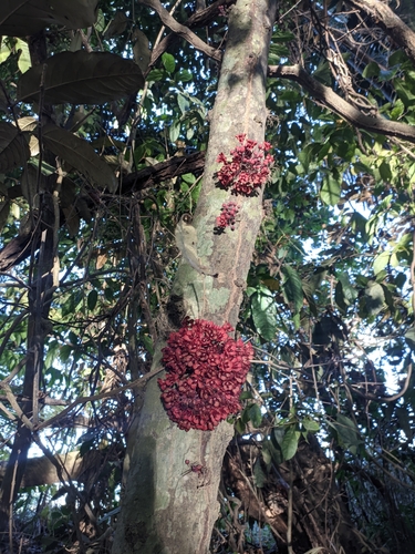 Foto de Cacauí