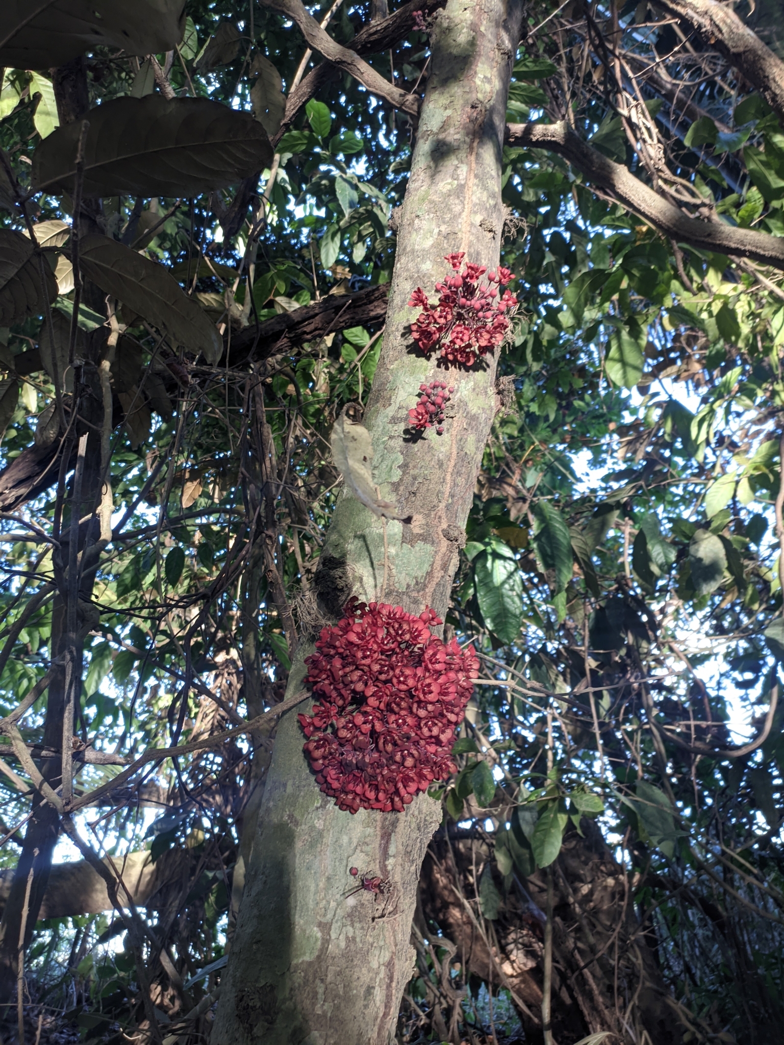 Imagem de Cacauí