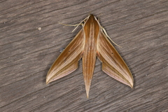 Xylophanes neoptolemus
