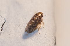 Xestocephalus