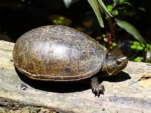 Eastern Mud Turtle